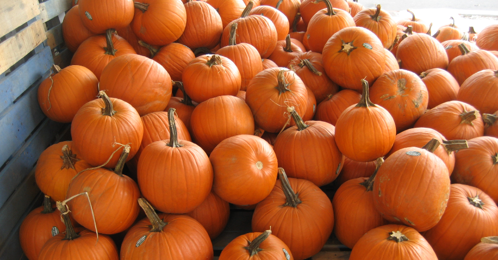 4 Fun Facts About Pumpkins You're Sure to Love