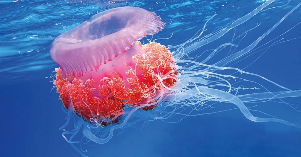 The Chemistry of Jellyfish is Fascinating to Learn About