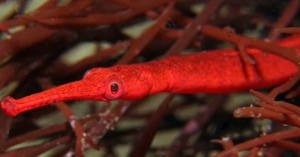 Red Wide-Bodied Pipefish