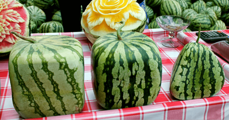 Japan’s Square Watermelon Market: The $100 Fruits Grown in Boxes