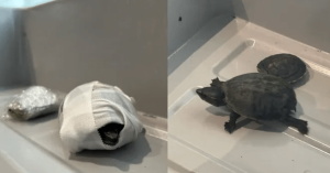 Woman Tried to Smuggle Live Turtles Through Airport Security in Her Bra