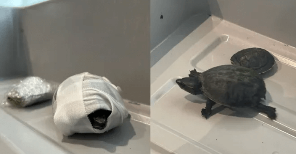 Woman Tried to Smuggle Live Turtles Through Airport Security in Her Bra