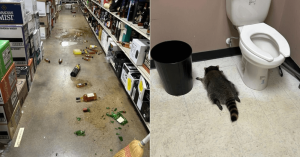 drunk raccoon Virginia merch