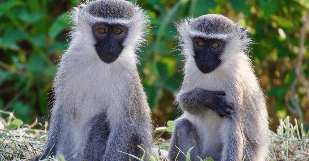 Monkeys on the Loose in St. Louis AI Images Make Wild Chase Even Wilder - featured image
