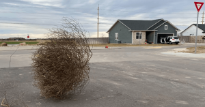 tumbleweeds Great Plains