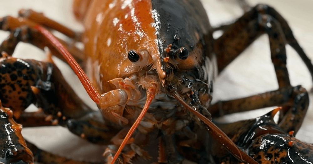 split-color lobster